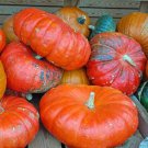 Musquee De Provence Pumpkin Seeds Vegetable Seeds Seed Packets