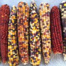 Rainbow Jewel Popcorn Seeds Wayne Marshall Idaho Bred Glass Gem Productive