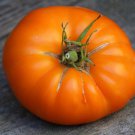 Orange Brandywine Beefsteak Tomato Seeds Best Orange Beefsteak Grown To Organic Standards