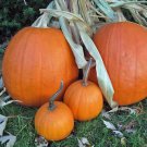 Jack O Lantern Pumpkin Seeds