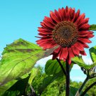 Red Sun Sunflower Flower Seeds Vegetable Seeds Seed Packets Helianthus Annuus