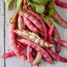 Cranberry Dry Bush Bean Seeds Vegetable Seeds Seed Packets