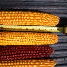 Wapsie Valley Dent Corn Naturally Grown Cornmeal Grits