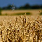 Glenn Modern Hard Red High Protein Wheat 600 Seeds Starter Pack Grow Your Own Wheat Flour