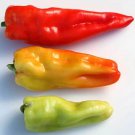 Aconcagua Giant Sweet Pepper
