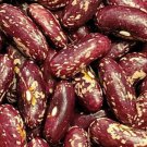 Bert Goodwin Half Runner Kidney Bean Maine Seeds Grown To Organic Standards All Around