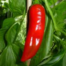 Georgia Flame Hot Pepper Republic Of Georgia Seed Eating Roasting Salsa Pickling Drying