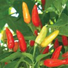 Tabasco Hot Pepper Seeds Hot Sauce Pepper Seeds Container Seeds Vegetable Seeds