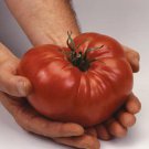 Pink Brandywine Beefsteak Tomato Seeds Grown To Organic Standards Huge Best Tasting
