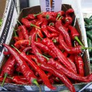 Korean Hot Pepper