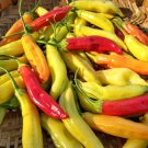 Aji Marchant Hot Pepper Rare Northern Adapted C. Baccatum Heirlom Seeds Organically Grown Harvest Gr