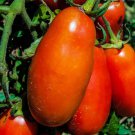 San Marzano Paste Tomato Italian Seeds Grown To Organic Standards