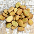 Beans Broad Windsor Fava Bean English 10 Seeds Cold Tolerant Nitrogen Fixer Seeds