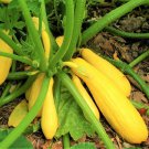 Saffron Yellow Bush Summer Squash Seeds Grown To Organic Standards Rare Hard To Find