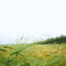 Sunshine Hulless Barley Grain Seed Alaska Developed 250 Seed Starter Pack Cereal & Flour Graingrow Y