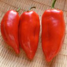 Pointy Kaibi # 1 Sweet Pepper Seeds Grown To Organic Standards Sweet Paprika