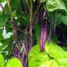 Kew Blue Pole Snap Beans Seeds Vegetable Seeds Seed Packets