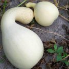 White Cushaw Winter Squash Pumpkin Seeds Vegetable Seeds Seed Packets