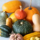 Winter Harvest Blend Winter Squash Mix Seeds