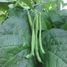 Kentucky Wonder Brown Pole Bean Seeds Vegetable Seeds