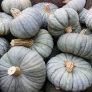 Piacentina Winter Squash Aka Zucca Berrettina Piacentina Seeds Blue Squash Vegetable