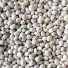 Caballero Dry Bush Bean 25 Seeds Peruvian Bean