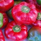 Sheepnose Sweet Pepper Pimento Cheese Sweet Pepper Seeds Vegetable Seeds