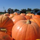 Big Max Pumpkin Seeds Curcubita Maxima : Big Mac Pumpkin Big Pumpkin Giant Pumpkin Pumpkin Seeds