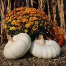 Flat White Boer Winter Squash Pumpkin Seeds Stacking Pumpkin Seed