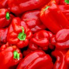 Wisconsin Lakes Sweet Bell Pepper Seeds Naturally Grown Organically Grown Early Maturing Short Seaso