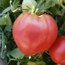 Hungarian Heart Tomato Oxheart Seeds Grown To Organic Standards Hungarian