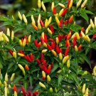 Tennese Spice Hot Pepper Rare Tennesee Hot Pepper Seeds Naturally And Organically Grown Spicy