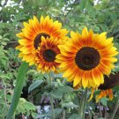 Autumn Beauty Sunflower Flower Seeds Vegetable Seeds Seed Packets