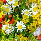 Dry Area Wildflower Seeds Mix Suitable For All Zones Pollinator Mix Perennials And Annuals