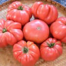 Tiffen Mennonite Beefsteak Tomato Seeds Grown To Organic Standards Mennonite