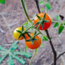 Isis Candy Cherry Tomato Seeds Grown To Organic Standards