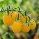 Galinas Cherry Tomato Seeds Vegetable Seeds Seed Packets
