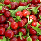 Large Hot Cherry Hot Pepper Seedscherry Bomb Red Seeds Vegetable Seeds