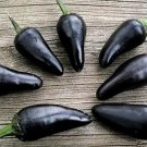 Black Hungarian Hot Pepper Seeds Hungarian Hot Pepper Smoky Flavor Purple Pepper Black Foliage Ornam