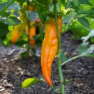 Golden Treasure Sweet Pepper Seeds Italian Sweet Frying Pepper Seeds