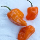 Habanada Sweet Pepper Seeds Vegetable Seeds Seed Packets No Heat Habanero