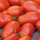 Martinos Roma Paste Tomato Italian Seeds Grown To Organic Standards