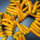 Aji Chinchi Amarillo Hot Pepper Seeds Vegetable Seeds Short Season