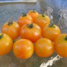 Amber Dwarf Tomato Early Russian Seeds Vegetable Very Early