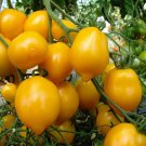 Plum Lemon Tomato Russian Seeds Grown To Organic Standards