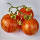 Tigerella Tomato Rare English Seeds Grown To Organic Standards