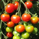 Riesentraube Cherry Tomato German Aka Giant Bunch Of Grapes Seeds