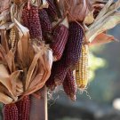 Bloody Butcher Dent Flour Corn Seeds Feed Flour Corn Dark Red Kernals Ornamental Corn