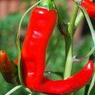 Hot Portugal Hot Pepper