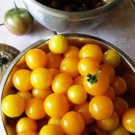 Hartmans Yellow Gooseberry Tomato Indiana Seeds Grown To Organic Standards